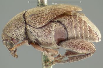 Media type: image;   Entomology 8202 Aspect: habitus lateral view